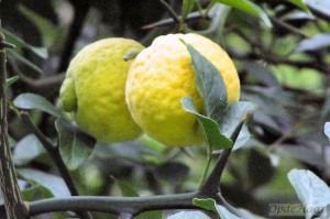 Poncirus trifoliata 